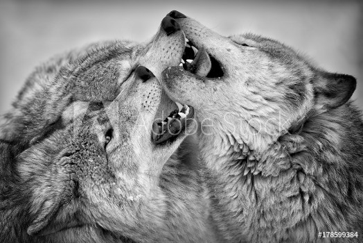 Picture of Timber Wolf Clash